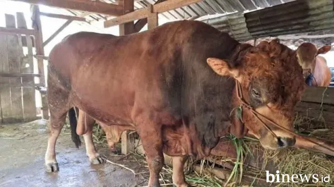 Kota Padang Dapat Sapi Kurban Jenis Limosin Berat 820 Kg dari Presiden Prabowo