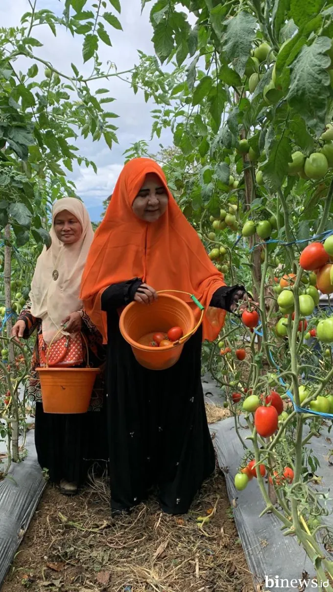 Nevi Zuairina Hadiri Panen Raya Tomat Bersama Kelompok Tani Talang Sakato di Agam