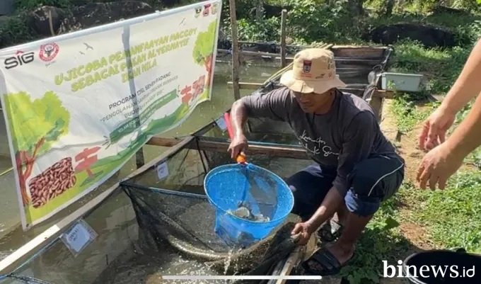 Semen Padang Buktikan Efektivitas Maggot untuk Tingkatkan Pertumbuhan Ikan Nila