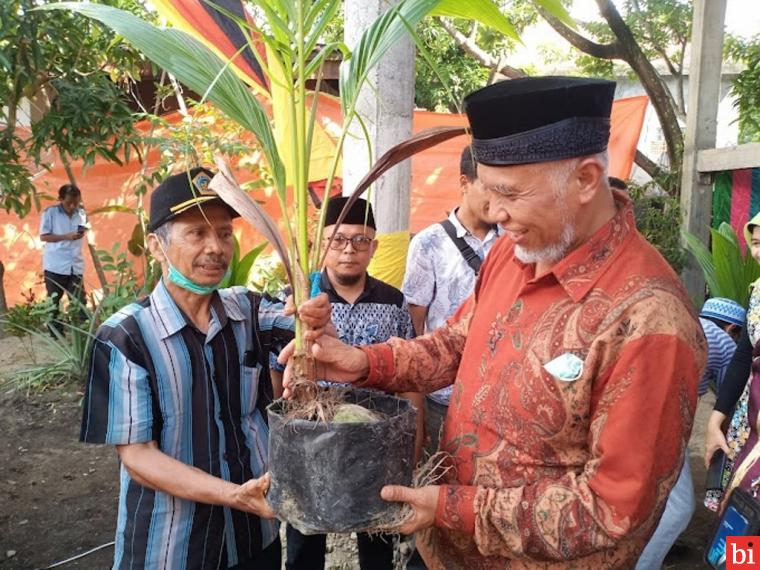 300 Bibit Kelapa Hybrida Jenis Pandan Wangi Diberikan Gubernur untuk Warga Pessel