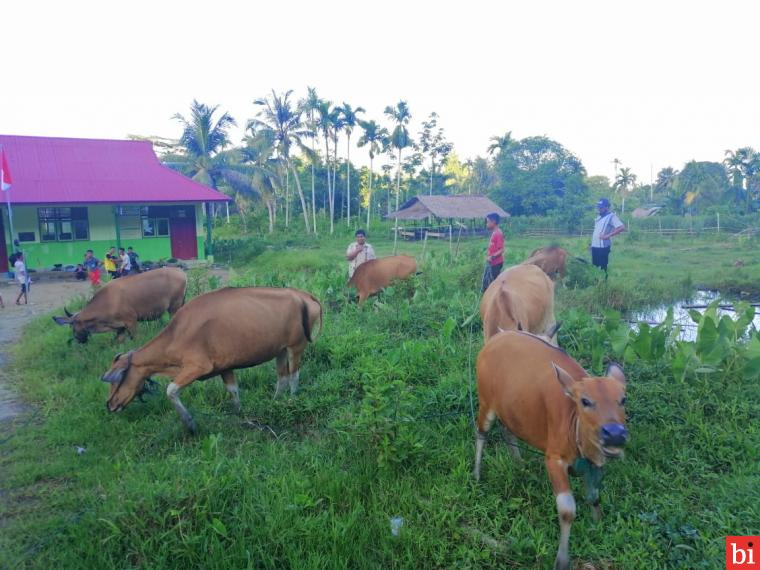 Berkat UPZ Baznas Semen Padang, Ponpes Darul Ulum Sikakap Sukses Kembangkan Usaha...