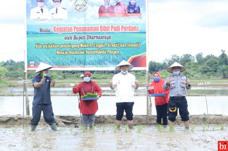 Bupati Dharmasraya Tanam Padi, Perkuat Ketahanan Pangan di Masa Pandemi