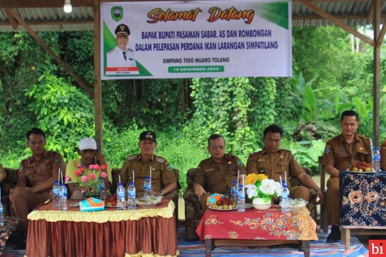 Bupati Pasaman Sabar AS Lepas Bibit Ikan Larangan