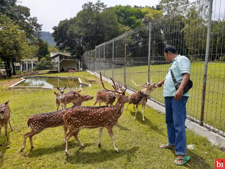 Diadopsi dari Istana Bogor, Rusa Totol di Taman Kehati Semen Padang Berkembang Biak