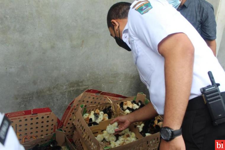 Dinilai Masih Jarang di Indonesia, Wagub Sumbar Dorong Mato Aia Jaya Farm Ikut Branding...