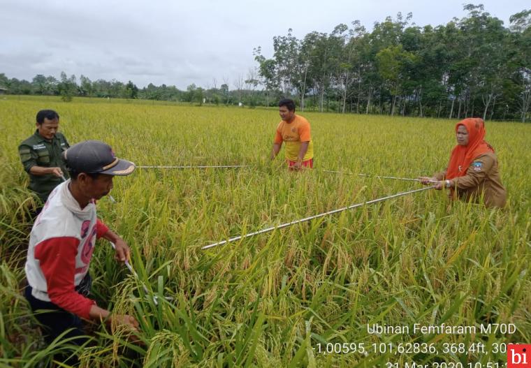 Besok 6 April, Padi Unggulan M70D Dharmasraya Akan Panen