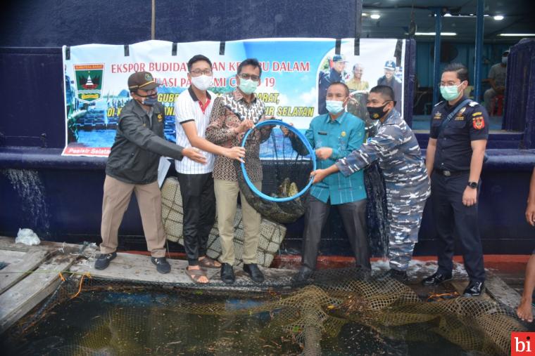 Gubernur Irwan Prayitno Panen Raya Ikan Kerapu, 15 Ton Ikan Siap Ekspor ke Hongkong