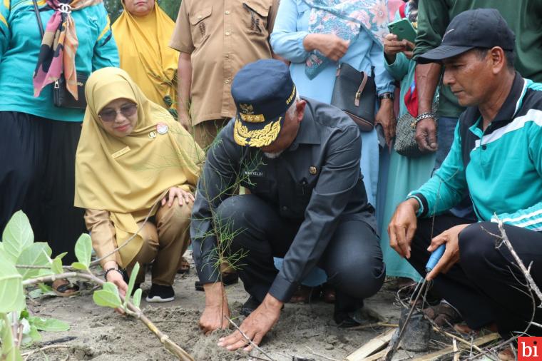 Gubernur Mahyeldi Tanam 1.400 Batang Cemara Laut di Pantai Nagari Nyiur Melambai