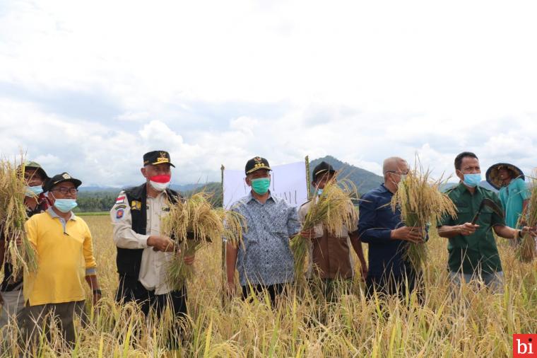 Gubernur Panen Perdana Padi Organik di Pessel, Petani Malah Curhat Hal Ini