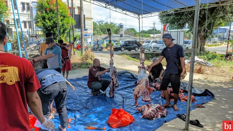 JMSI dan PWI Babel Berqurban 4 Sapi dan 4 Kambing