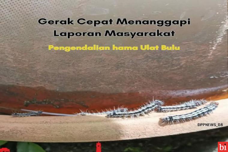 Kadis Pertanian dan Pangan Bukittinggi Edukasi Warga Dalam Mengatasi Ulat Bulu