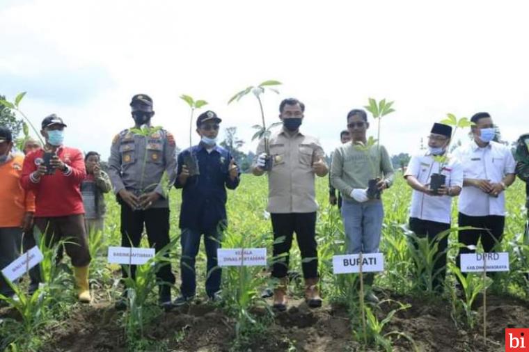 Miliki Nilai Ekonomi Tinggi, Bupati Sutan Riska Dorong Petani Budidayakan Tanaman Porang