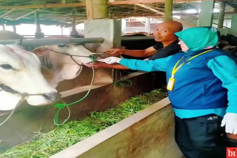 Pemko Bukittinggi Lakukan Pemantauan dan Pemeriksaan Hewan Qurban