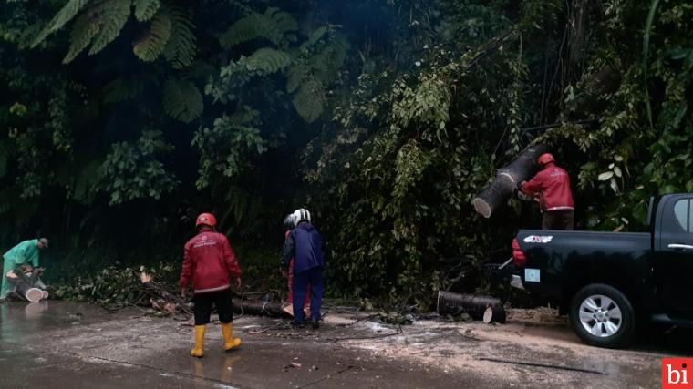 Pohon Tumbang di Jalan Raya Padang-Solok, Semen Padang Bergerak Cepat Kerahkan Relawan TRC