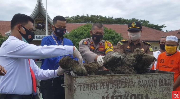 Polres Pasbar Musnahkan Barang Bukti Ganja dan Sabu Sitaan Tiga Kasus Berbeda