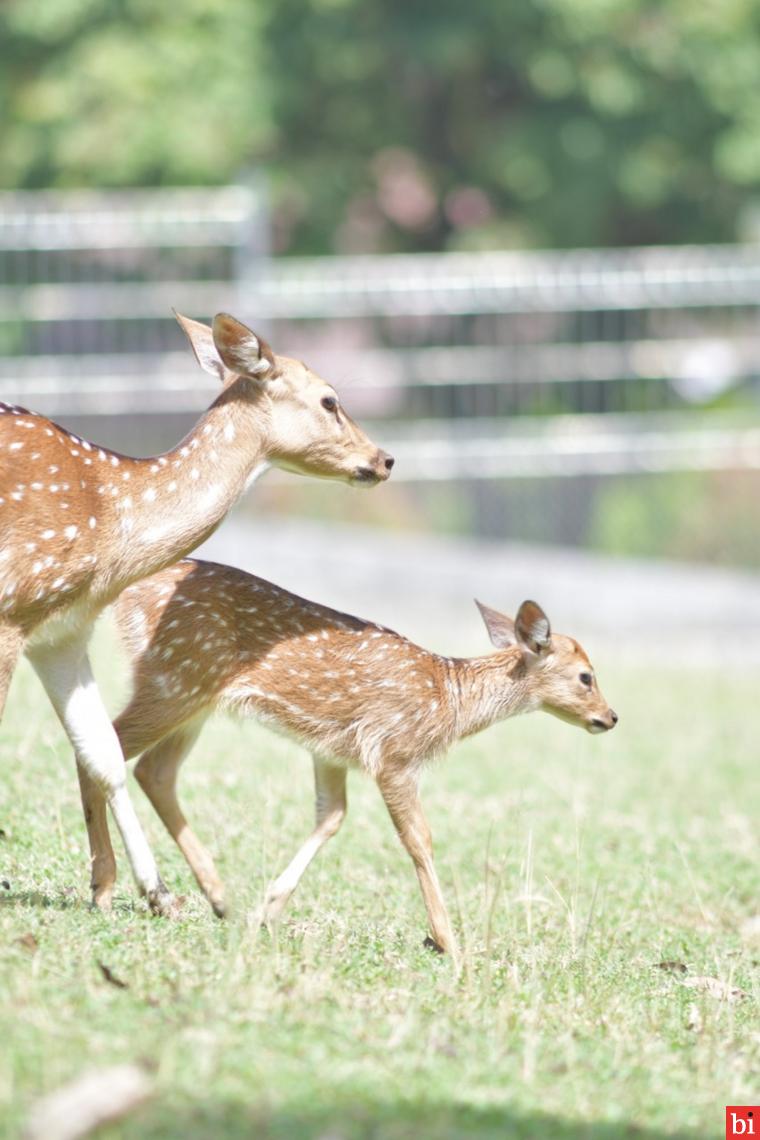 Rusa Totol asal Istana Bogor di Penangkaran Taman Kehati Semen Padang Tambah 3 Anggota...