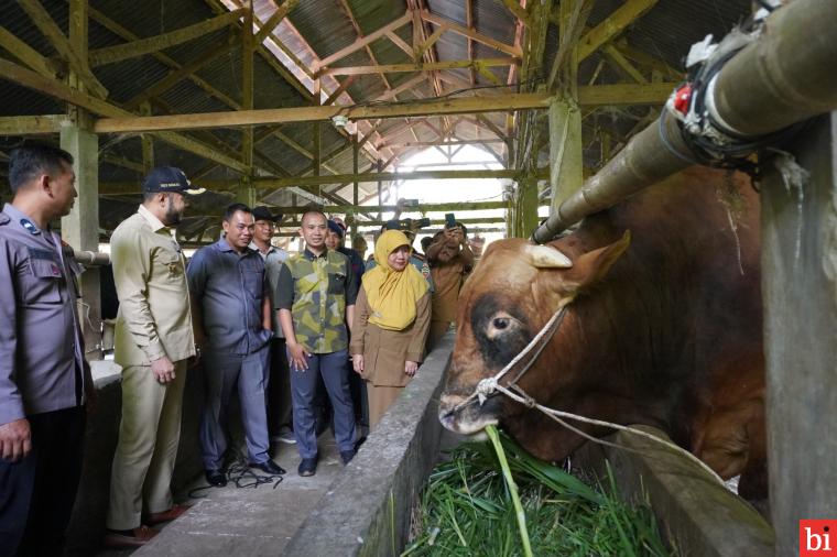 Sapi Asal Padang Panjang Resmi Dibeli Presiden Jokowi