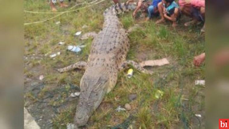 Seekor Buaya Panjang 4 Meter Ditemukan Terperangkap di Sungai Dekat Permukiman, Warga...