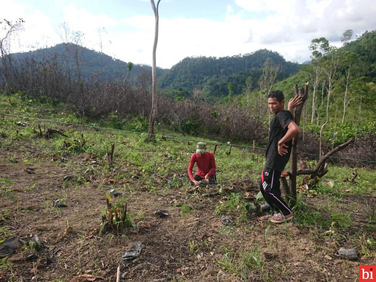 Semen Padang Tanam 5.670 Bibit Kaliandra di Sungai Pinang dan Sijunjung