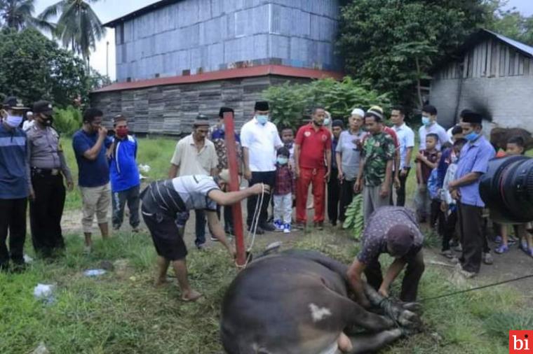 Serahkan Satu Ekor Sapi Kurban, Sutan Riska Ikut Menyaksikan Penyembelihan